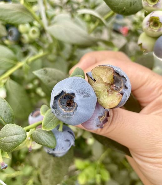 L25蓝莓18+（桶装）1.2kg 商品图1