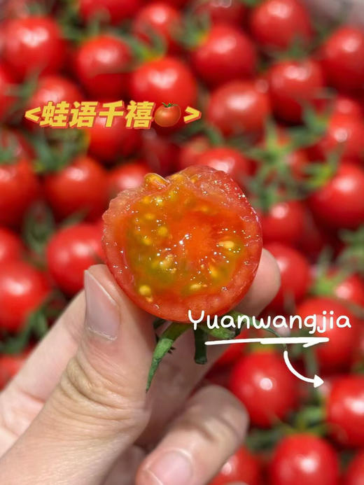 蛙语爆浆千禧果 一筐5.5斤 商品图3