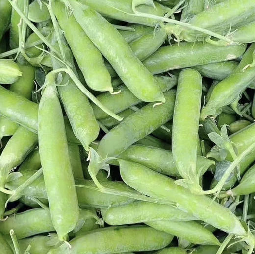 云南带壳甜豌豆 商品图4