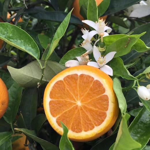 【湖北早春伦晚橙】清甜多汁 商品图4