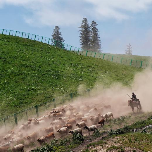 夏季伊犁，徒步天山·徜徉花海 7天6晚 商品图14