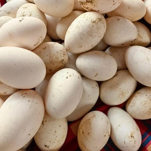 鸿翠园 鹅蛋 有机食蔬饲喂 0饲料添加 商品图0