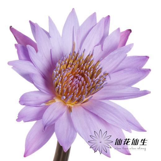 配花 | 睡莲紫色 商品图3