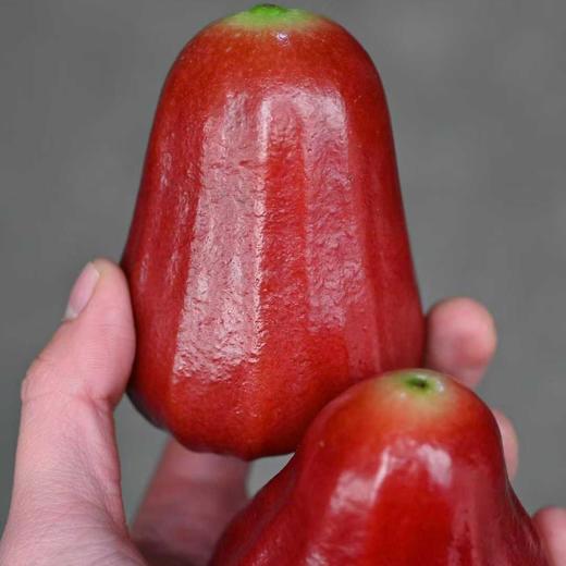 【海南黑金刚莲雾 大果】被誉为树上“矿泉水”，新鲜空运，汁水丰盈，咀嚼间感觉像在喝味甜的水，特别舒爽入喉。净重约3斤/箱，江浙沪皖顺丰包邮~ 商品图0