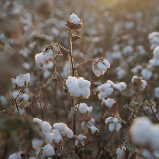 【上新88折】「元神」系列家居袍 | 圆领连衣裙 禾娑基地 敦煌生态种植老种子棉 无塑星球「贴身衣物一经售出非质量问题不支持退换」 商品图5