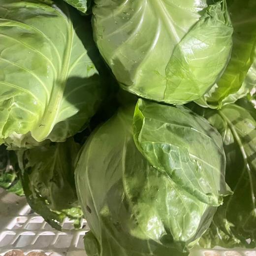 【限量福利】鸿翠园 有机头菜 商品图1