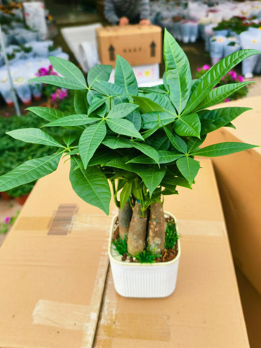 现货 自吸四杆发财树到货 商品图2