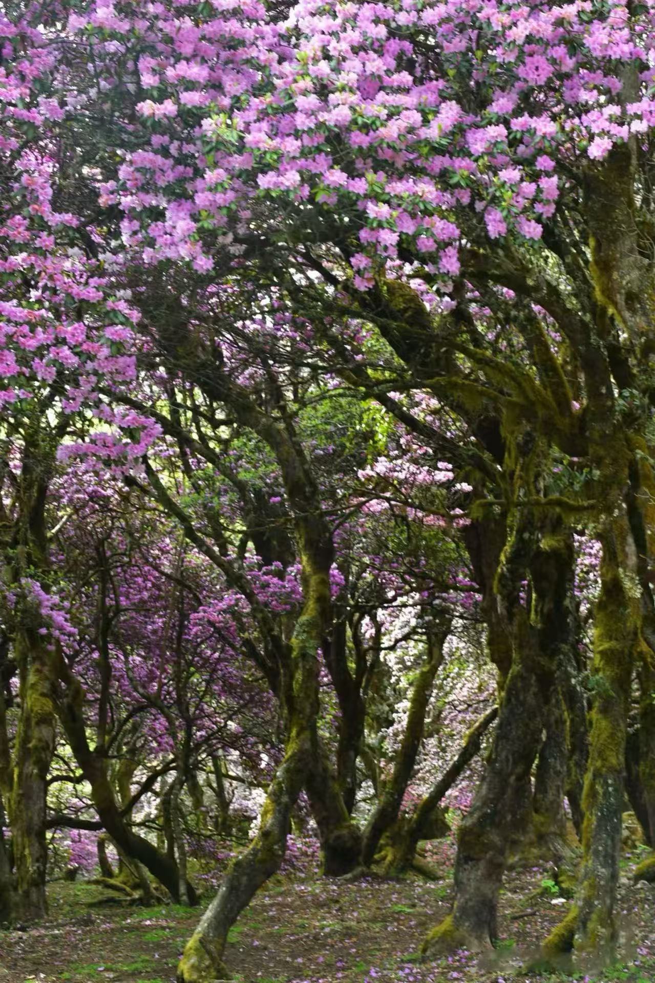 老药山高山杜鹃&雪山秘境、日照金山、白水台、太子十三峰、雪达村梅里雪山倒影7天摄影团（商务小车）