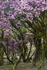 老药山高山杜鹃&雪山秘境、日照金山、白水台、太子十三峰、雪达村梅里雪山倒影7天摄影团（商务小车） 商品缩略图0