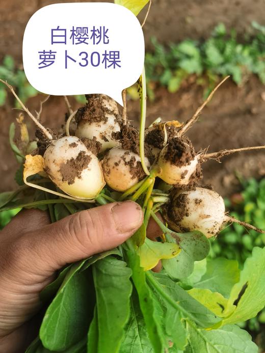 4月11日周六自提团购链接 商品图11