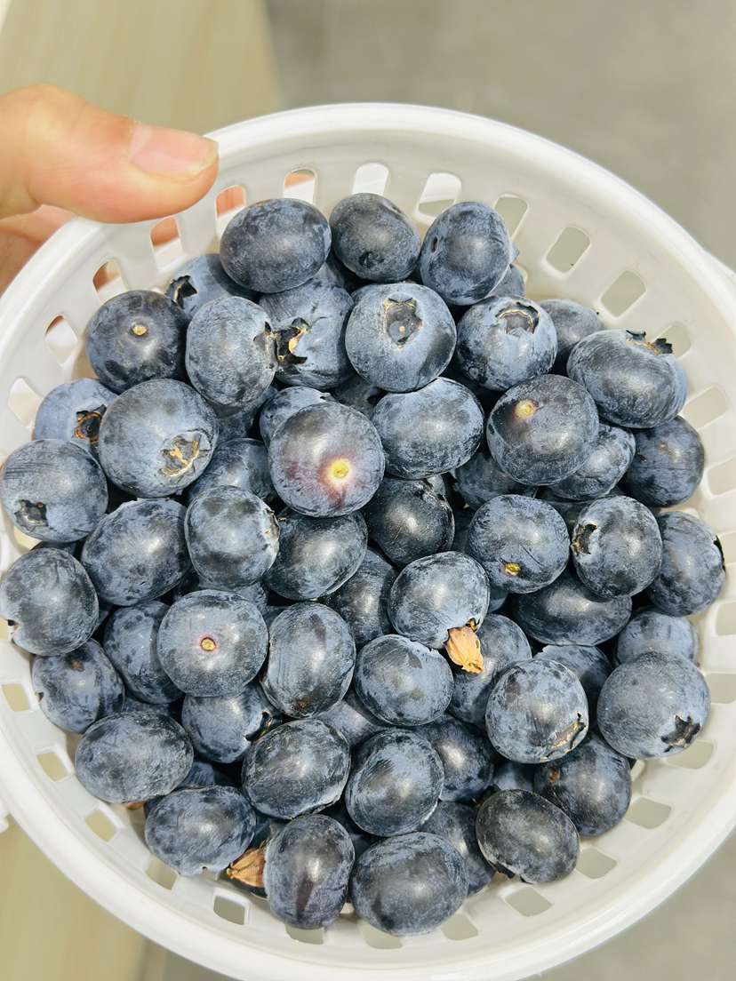 花香脆蓝莓（净重400克）