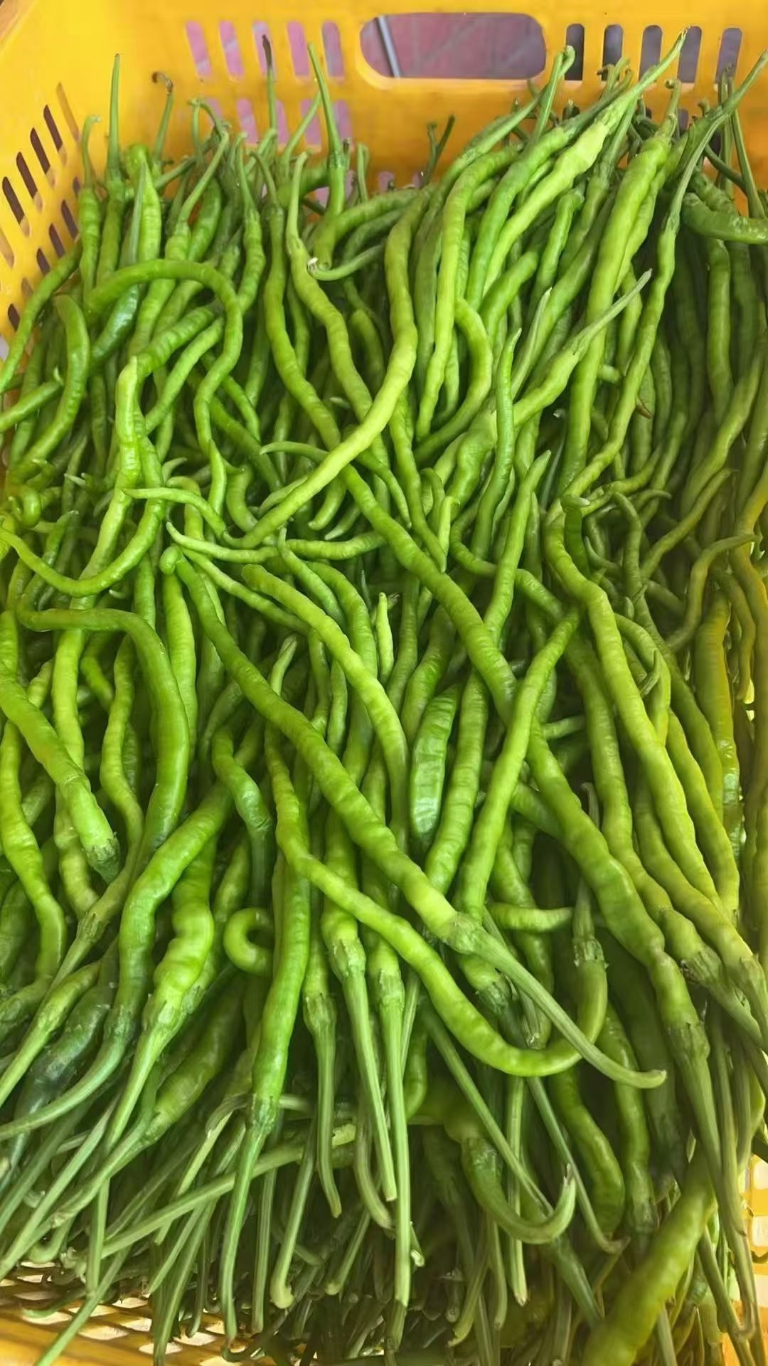 鸡肠子青辣椒，1斤