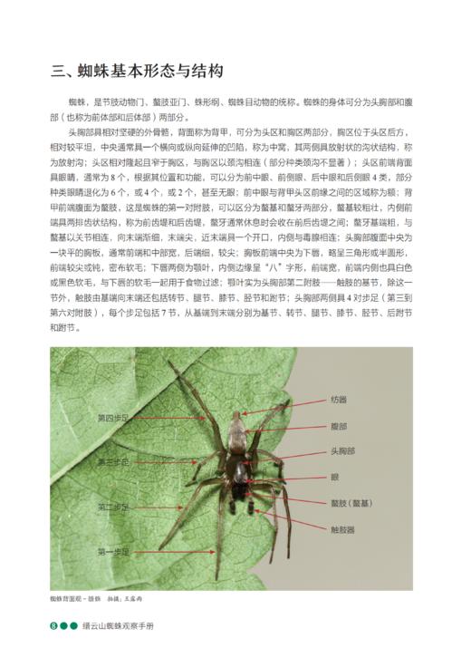 缙云山蜘蛛观察手册 商品图8