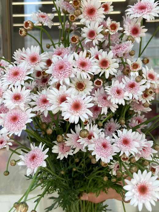 国产花材-【玛格丽特】草莓芯 商品图0