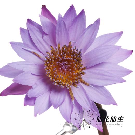 配花 | 睡莲紫色 商品图5