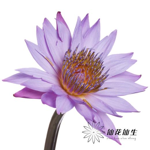 配花 | 睡莲紫色 商品图0