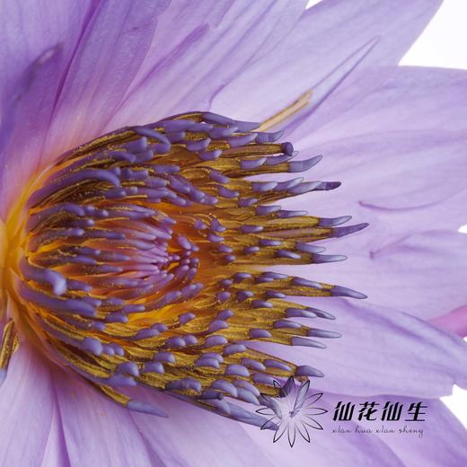 配花 | 睡莲紫色 商品图2