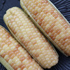 一口吃出彩云之南的香甜【逐南味】云南西双版纳香糯小玉米 新鲜好吃 软糯香甜 5分钟快手早餐 商品缩略图6