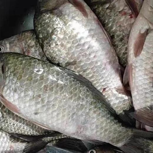密云水库 || 野生鲫鱼（3斤/份5-8条，大的3-5条），处理干净后约2.5斤，冷鲜发货，味道鲜美，没有泥腥味 商品图4