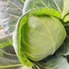 鸿翠园 有机牛心菜 商品缩略图1