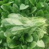 鸿翠园 有机菠菜 商品缩略图2