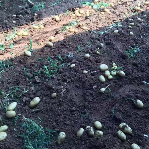 【新开园福利】鸿翠园 有机新土豆 商品图10