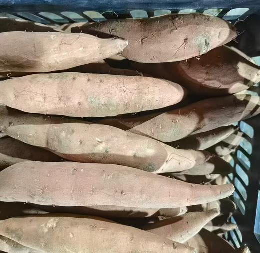 【39.99元/箱 5斤包邮到家】鸿翠园 有机蜜薯 商品图10