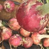 鸿翠园 有机圆葱 洋葱 商品缩略图4