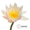 配花 | 睡莲香槟金 商品缩略图2