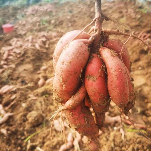 【39.99元/箱 5斤包邮到家】鸿翠园 有机蜜薯 商品图1