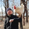 生态鸡份额  (母鸡) | 林下散养 | 包邮 周二五发货 *石嫣农场  Chicken (Hen) 商品缩略图1
