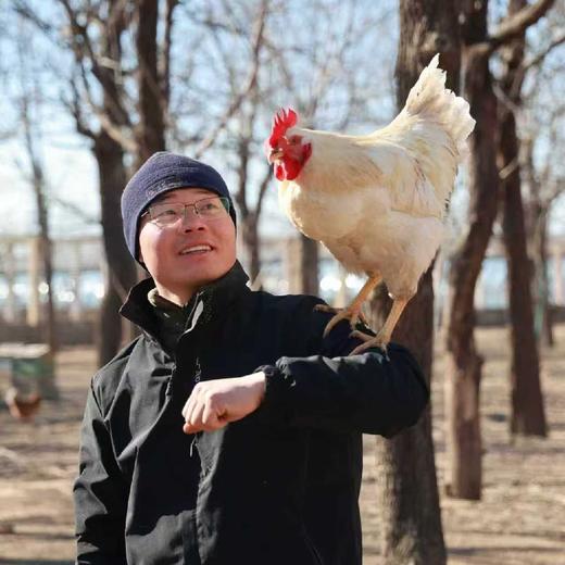 生态鸡份额  (母鸡) | 林下散养 | 包邮 周二五发货 *石嫣农场  Chicken (Hen) 商品图1