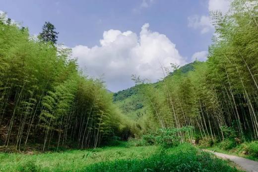 户外@【从化星溪线】东星村-溪头村竹海徒步1天 商品图2