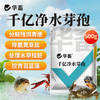 【社群专享】华畜千亿净水芽孢 分解残饵粪便 降氨氮亚盐 处理水草挂脏 控制青苔蓝藻 商品缩略图0