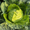 鸿翠园 有机牛心菜 商品缩略图0