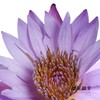 配花 | 睡莲紫色 商品缩略图4