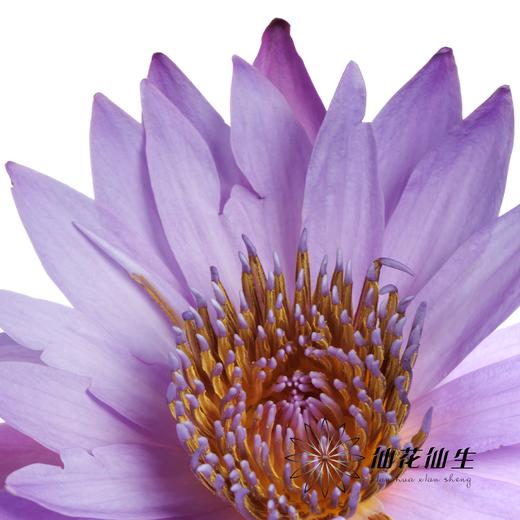 配花 | 睡莲紫色 商品图4