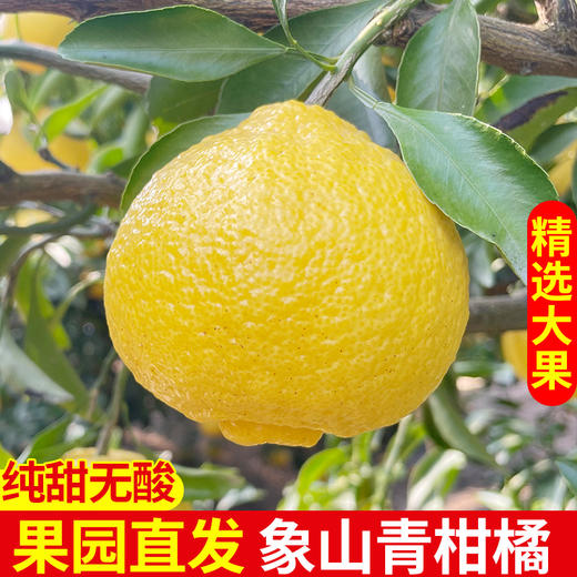 象山青桔柚 商品图4