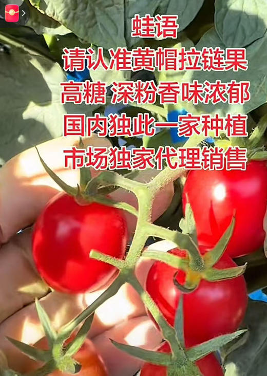 蛙语爆浆千禧果 一筐5.5斤 商品图12