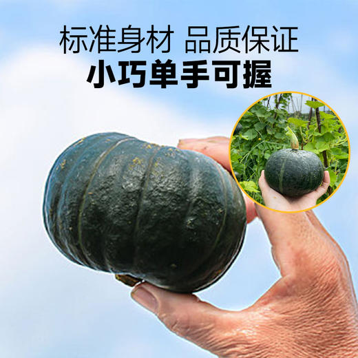 【顺丰发货】蟹黄贝贝南瓜 源头产地  露天种植自然成熟！！粉糯甜兼备香味浓！辅食代餐管理期必备！ 商品图4