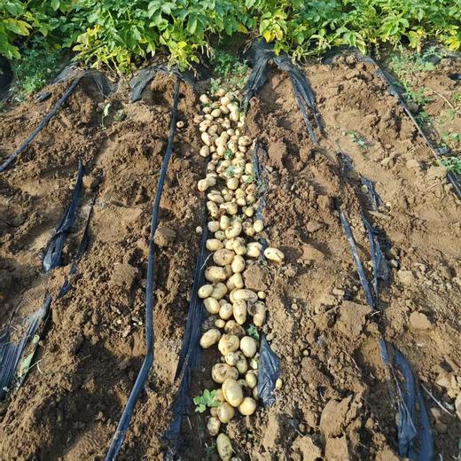 【新开园福利】鸿翠园 有机新土豆 商品图13