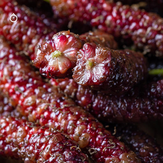 15天内发 企鹅市集|大凉山阳光果桑 四拼蜜桃果桑/紫晶果桑/金香果桑/传统果桑 独家品种桑葚 树上自然熟 甜蜜柔嫩风味十足 商品图3