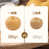 京鲜生 长城羊脂秋月梨 4.5斤装 大果5-7粒 单果300g+ 生鲜水果 商品缩略图6
