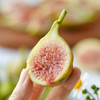 【海南流蜜无花果】个头超大，一口下去青甜软糯，满满幸福感，营养价值高 商品缩略图5
