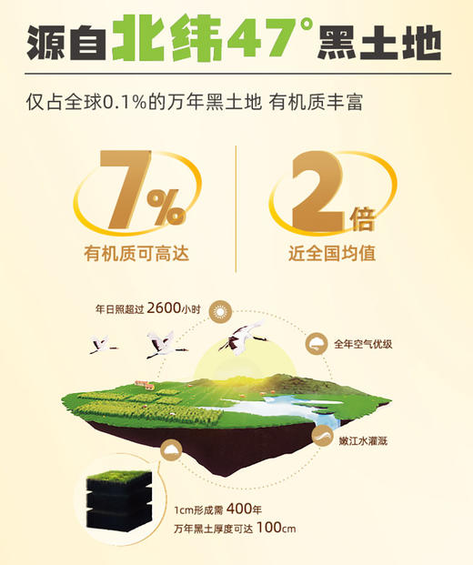 北纬47度白甜糯玉米230g*8支装  JCT 商品图5