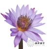 配花 | 睡莲紫色 商品缩略图1