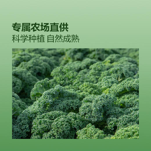聚便利 X 山姆 轻元素 羽衣甘蓝粉 尝鲜分装（3.5g*10条） 商品图3