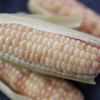 一口吃出彩云之南的香甜【逐南味】云南西双版纳香糯小玉米 新鲜好吃 软糯香甜 5分钟快手早餐 商品缩略图7