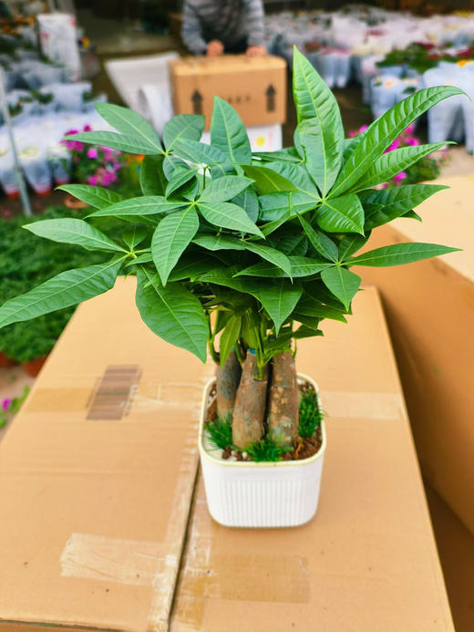 现货 自吸四杆发财树到货 商品图1