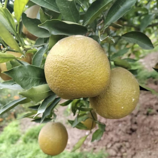 【邮政陆运】| 团购 湖北三峡库区美黑人棕橙，农家自种。毛重10斤，下单后陆续发货。 商品图4